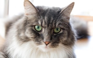 猫咪的世界，一份全面的资料简介