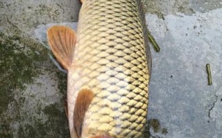 鲤鱼草鱼垂钓视频教学指南