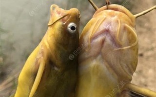 垂钓塘鱼不开口怎么办