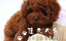 小孩子适合买的宠物