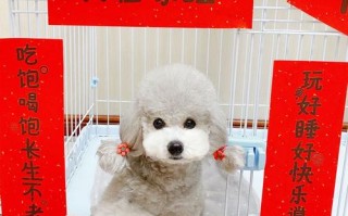 宠物店对联怎样写好点