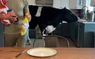 养牛作为宠物的可行性