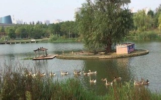 1.位置和特点