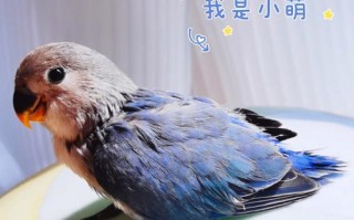灰蓝羽毛鹦鹉