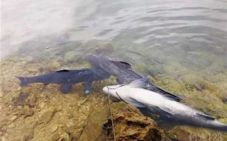 淡水垂钓包括什么