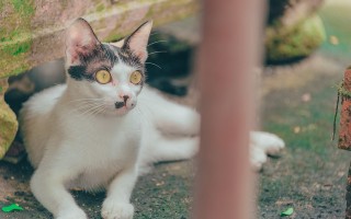 猫的详细资料大全，深入了解这些毛茸茸的伙伴