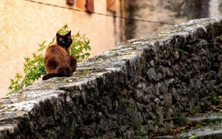 猫的秘密花园，探索喵星人的百科全书