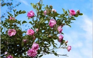 蔷薇花可以不搭架吗