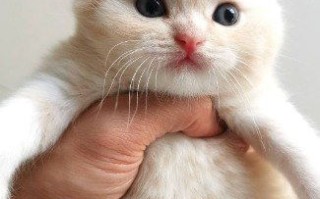 宠物美容接送