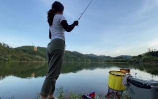 垂钓藤本月季