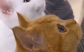 他的宠物在线阅读
