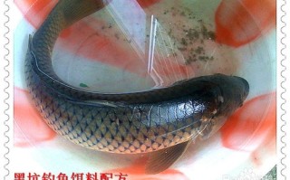 垂钓鲤鱼的添加剂是什么做的