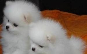 宠物尿垫生产设备厂家