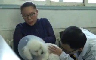 宠物医生直播间