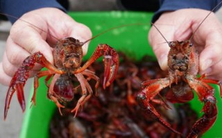 镇海哪里可以钓龙虾