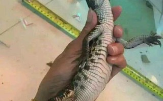 迷你宠物鳄鱼：养护指南