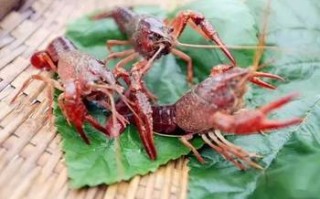 自贡市龙虾垂钓
