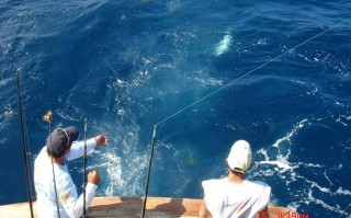 海鸥岛钓鱼最佳位置
