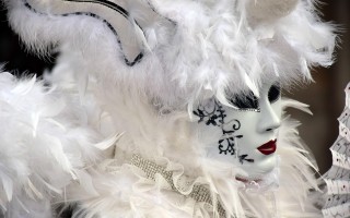 猫，优雅与神秘并存的伙伴