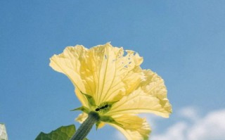 花摄影作品图片