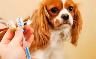 宠物狗打疫苗打几次
