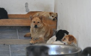 顺义宠物收养中心地址