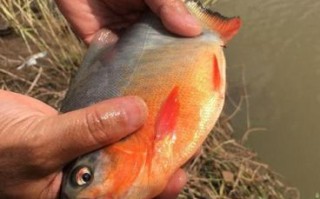 淡水钓鲻鱼