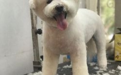 乐派宠物医院德州