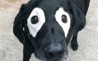 宠物沙雕视频