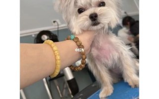 海宁宠物美容店推荐