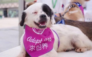 选择合适的兽医诊所