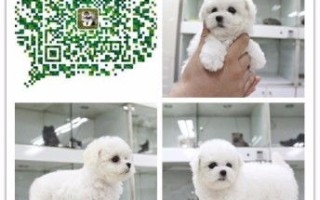 养狗种薄荷