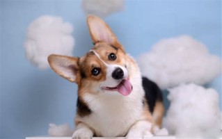 便宜点的宠物狗