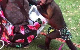 猴子的衣服是什么牌子