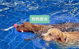 安阳宠物用品批发市场在哪里