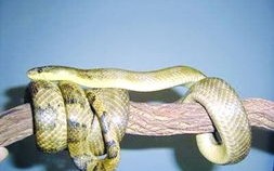 宠物蛇图片