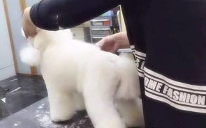 济南宠物美容学校开学通知