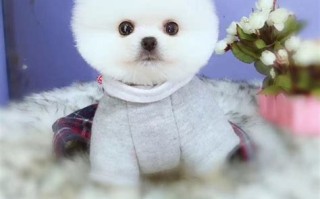 茶杯犬价格多少钱一只幼犬