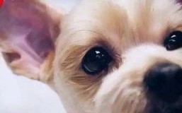 1.	选择合适的拍摄时机和地点