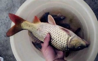 冬季用玉米钓鱼可以吗