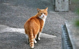 1.宠物猫