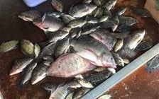 垂钓大罗非冷冻饵料