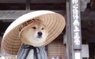 宠物自拍头像制作