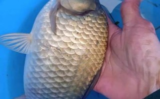 1.调整鱼饵和鱼漂