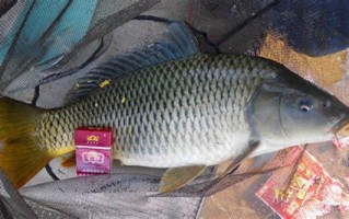 1.普通鲤鱼(CommonCarp)