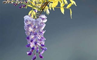 昭通紫藤垂钓园在哪里
