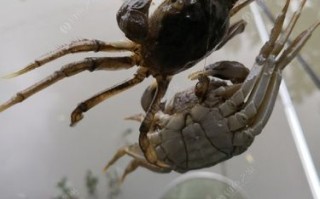 阳澄湖附近吃大闸蟹的地方