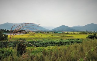 金秋时节果实累累映红农民笑颜，农业丰收的生态与社会影响研究