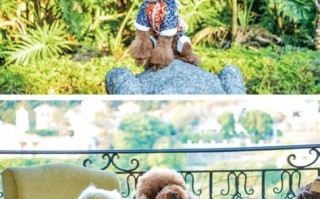 普宁宠物领养