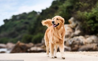 碧海金沙可以进去吗